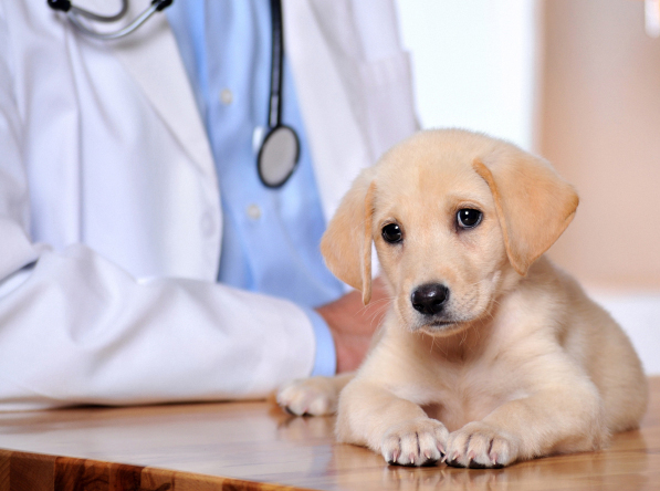 Mount Airy, Maryland Pet Clinic Insurance